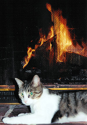 Lily on the hearth