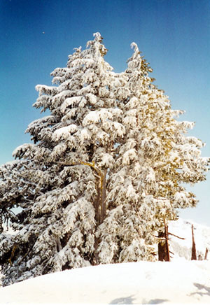 Snow-covered tree at Crater Lake