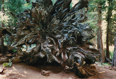 Sequoia root structure