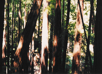 Redwood stand
