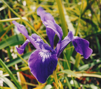 Wild Iris