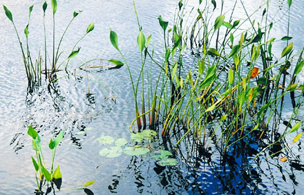 Lake Tsalapopka, Florida