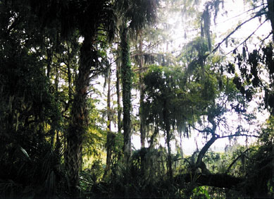 Moss in Cypress Trees